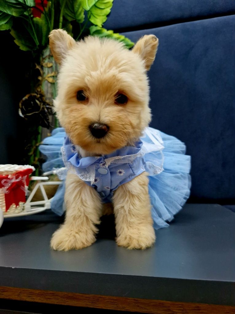 Pudel toy Westiepoo West highland white terrier szczeniaczki