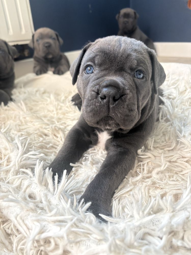 Cane Corso ZKwP/FCI Po pięknych i wyjatkowych rodzicach.