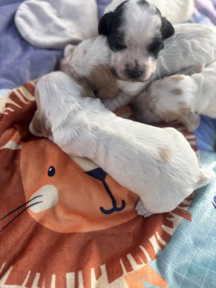 Cocker Spaniel Angielski Sunia