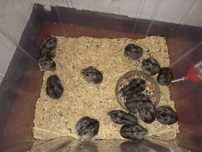 Vários hamsters disponíveis
