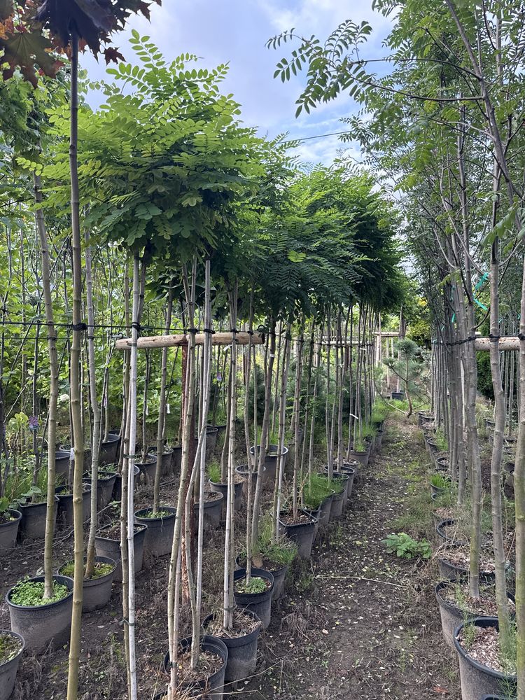 Robinia Akacjowa wysokosc 200cm