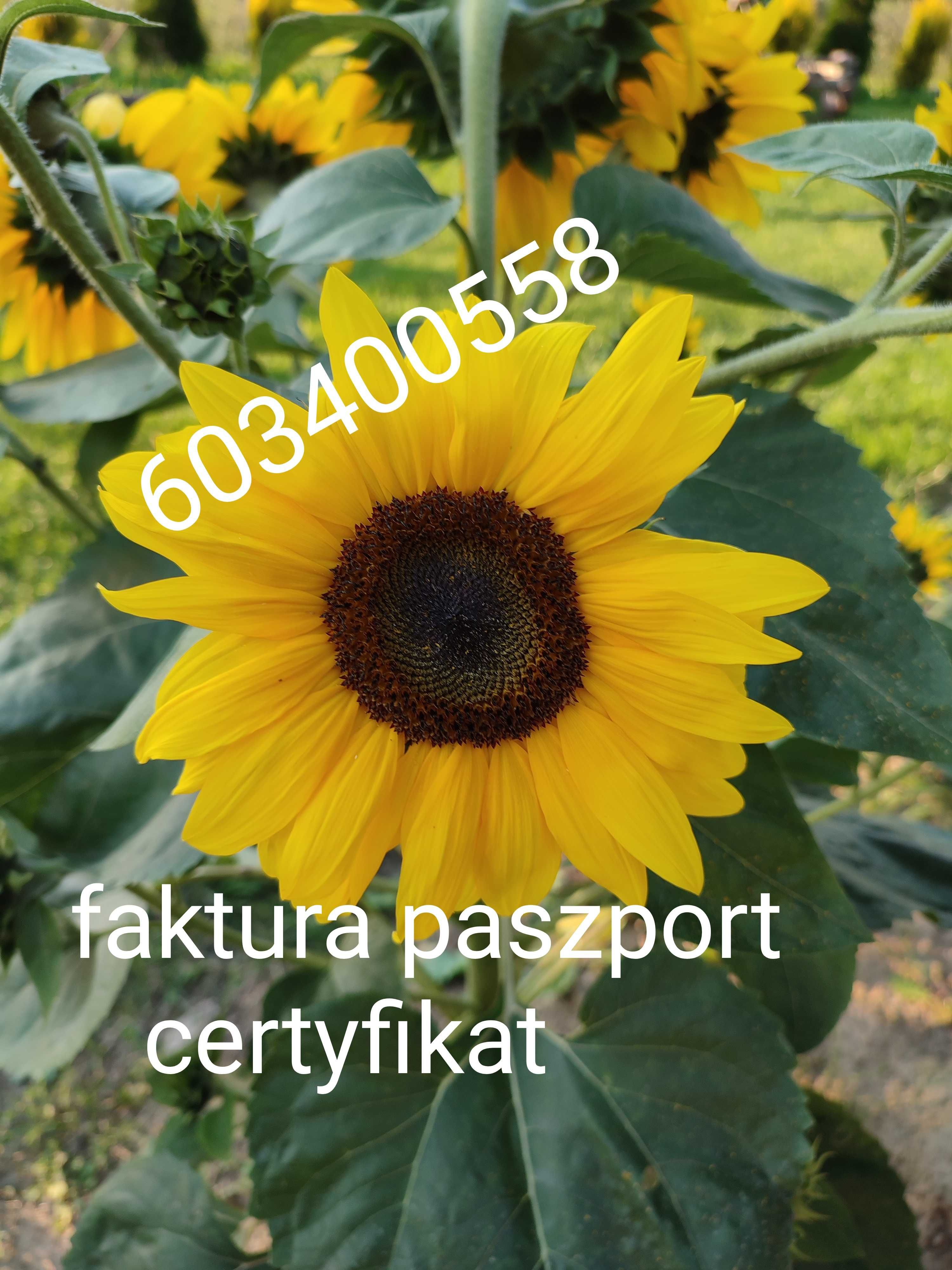 Słonecznik ozdobny taiyo faktura / paszport/certyfikat