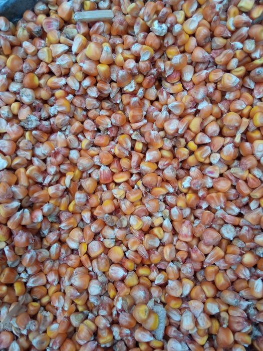Продам кукурудзу