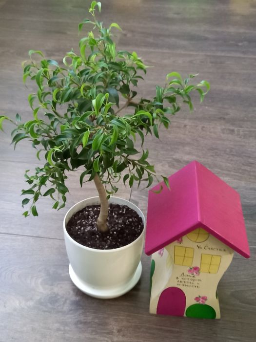 Фикусы Бенджамина мелколистный   карликовый Пандора  и Голден Моник .