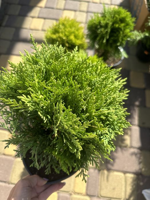 Гарні кущіки Міріам Даніка