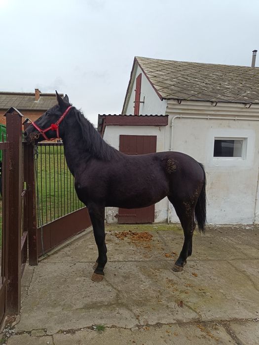 Klacz Śląska 17 miesięcy 165 cm wzrostu.