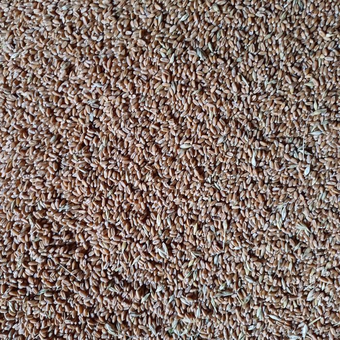 Продаю зерно,пшениця,ячмінь,соняшник.