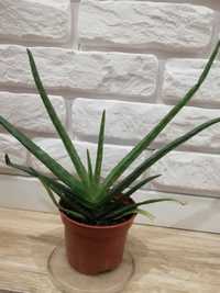 Aloes , aloe vera var. Chinensis, młode rośliny