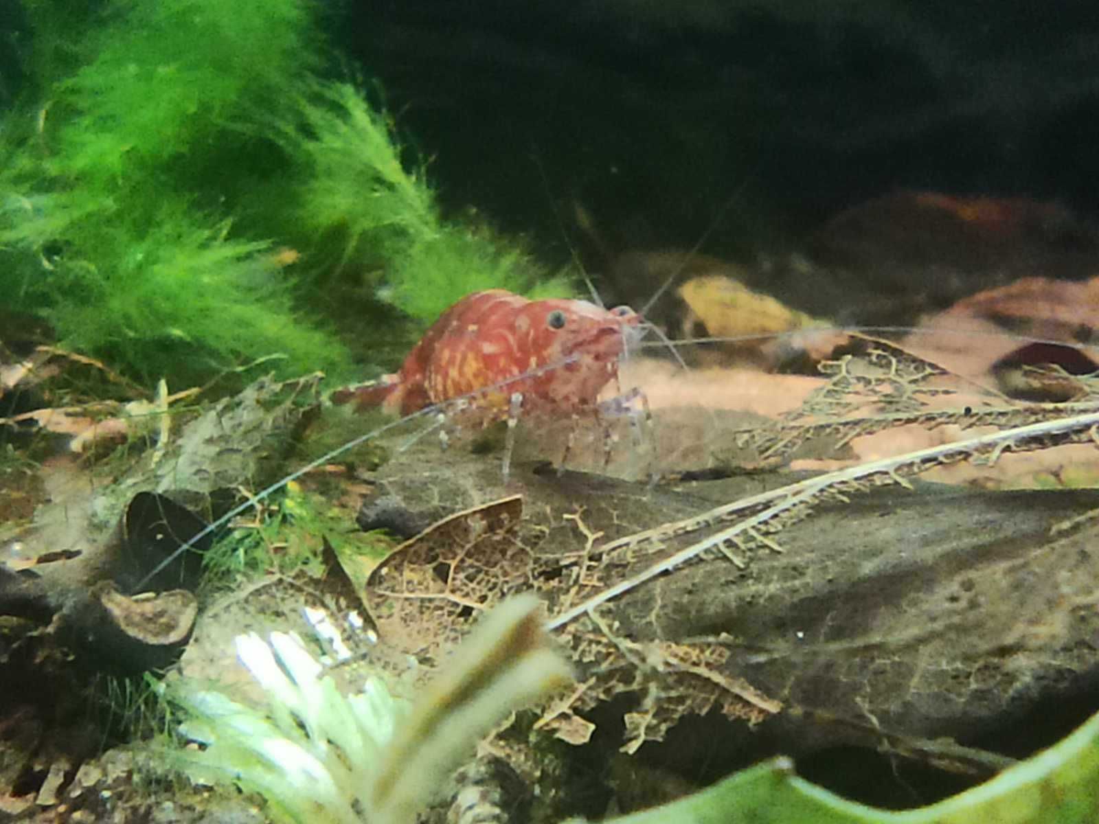 Krewetki Neocaridina pakiet 10 sztuk - WYSYŁKA!