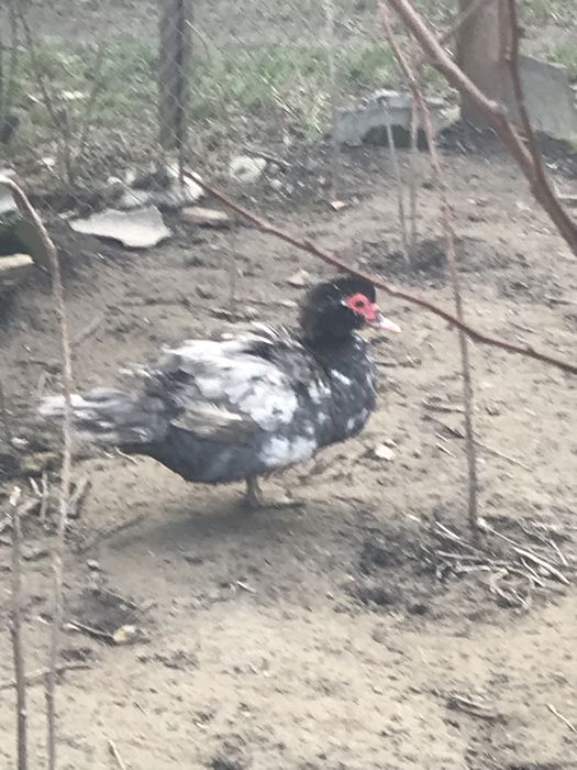 Качки шипуни