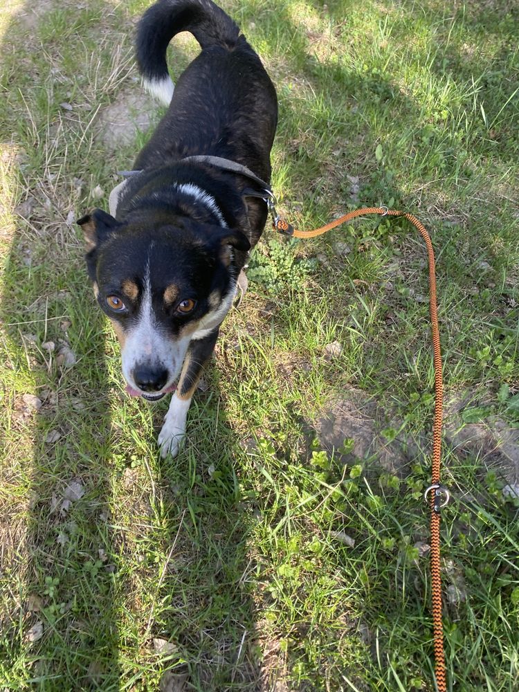 Piesek 3-letni do adopcji
