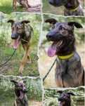 Do adopcji Rem !!