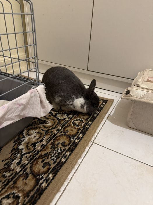 Coelho Anão Com Gaiola