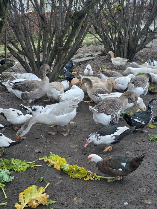 Sprzedam Gęsi gęsina