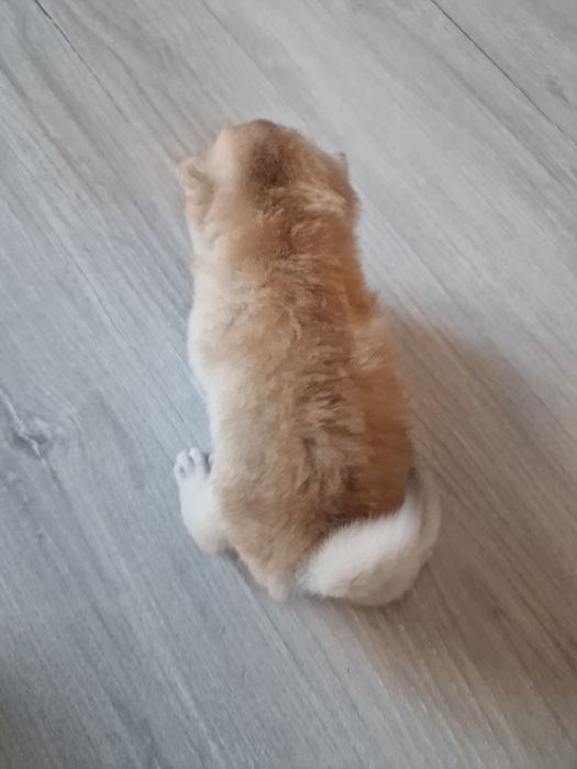 Розплідник Luxio Family пропонує дівчинку золоту шиншилу