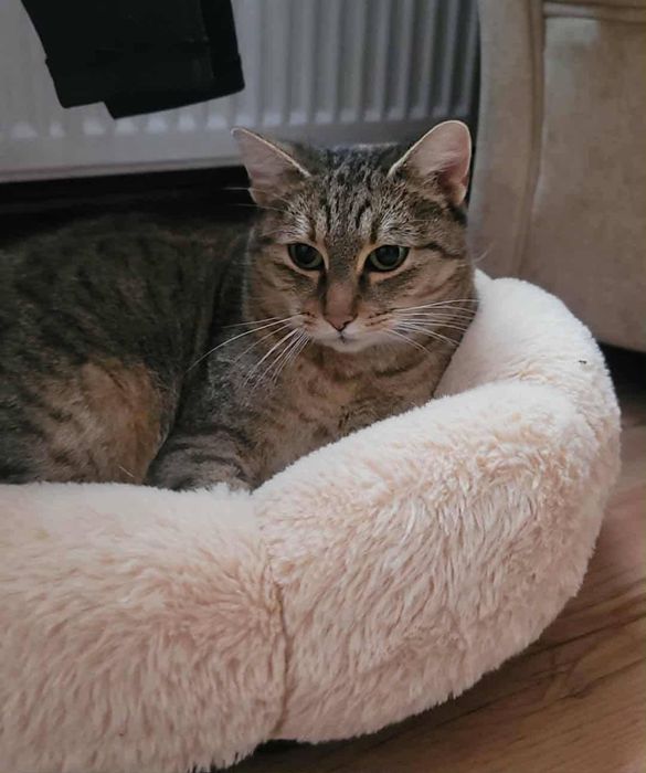 do adopcji kotka PYSIA