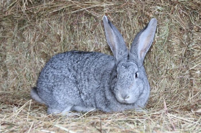 Кролі кроли жива вага 150 грн Каліфорнієць Шиншила тушка 130 грн кг