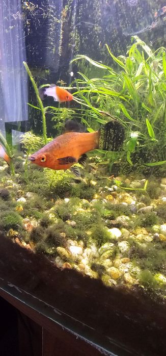 Mieczyki wagtail  i czerwone