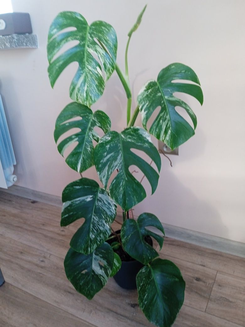 Monstera variegaty