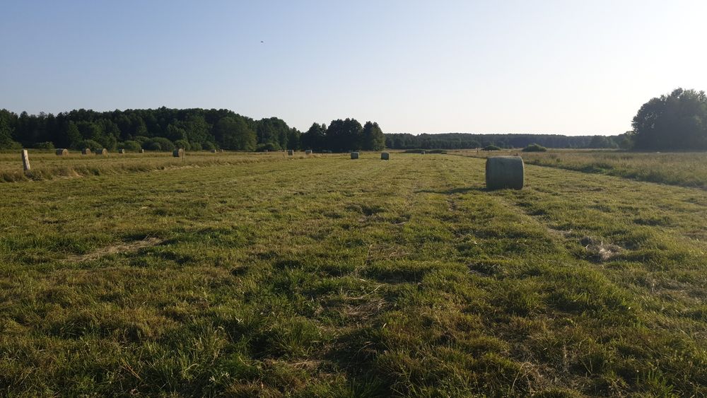 Siano Trawy Szlachetne 100zł . I słoma. Możliwość transportu