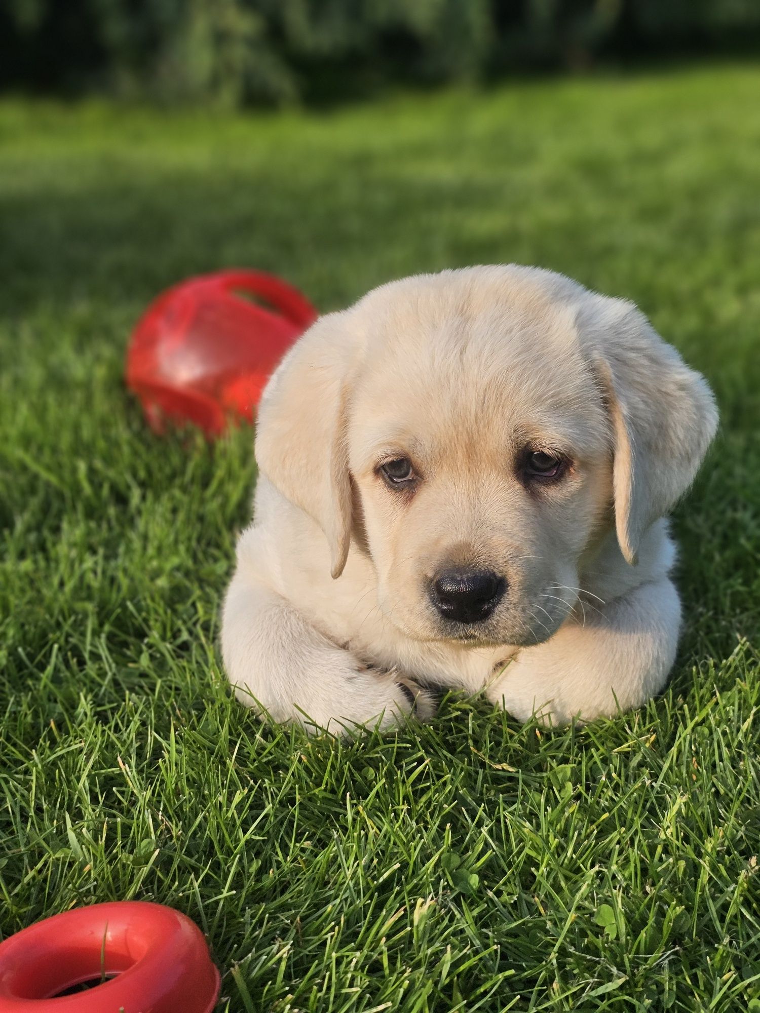 Labrador retriever pies