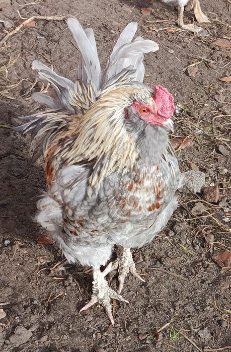 Kogut araukana, kogut gołoszyjka