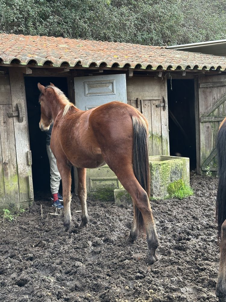 Cavalos PSL e Cruzados