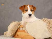 Jack Russell Terrier  piesek po Championie PL rezerwacja
