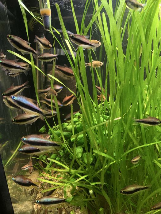 Tetra cesarska do akwarium