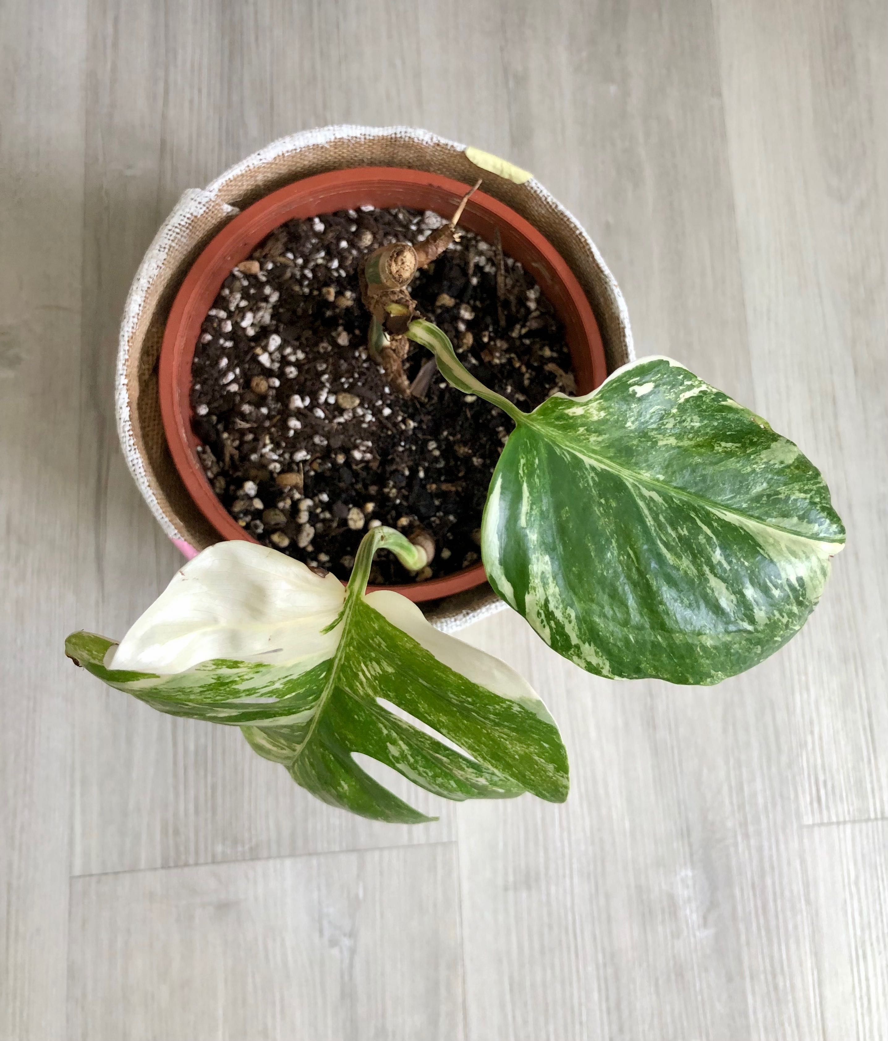 Monstera Variegata