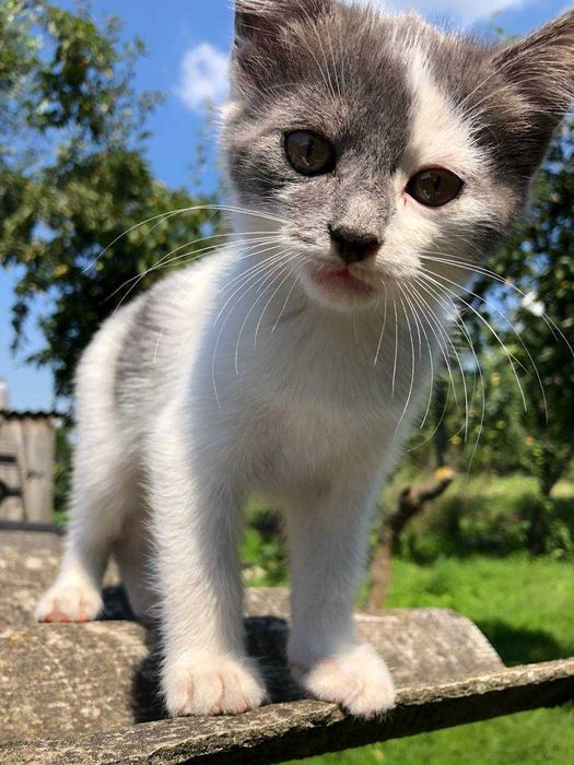 Котенята в добрі руки