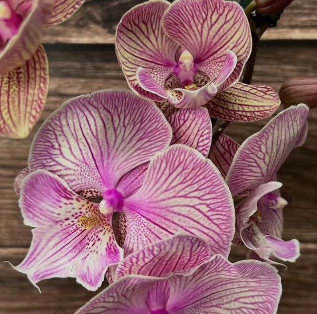 Орхідея фаленопсис Harck Sweet Plum