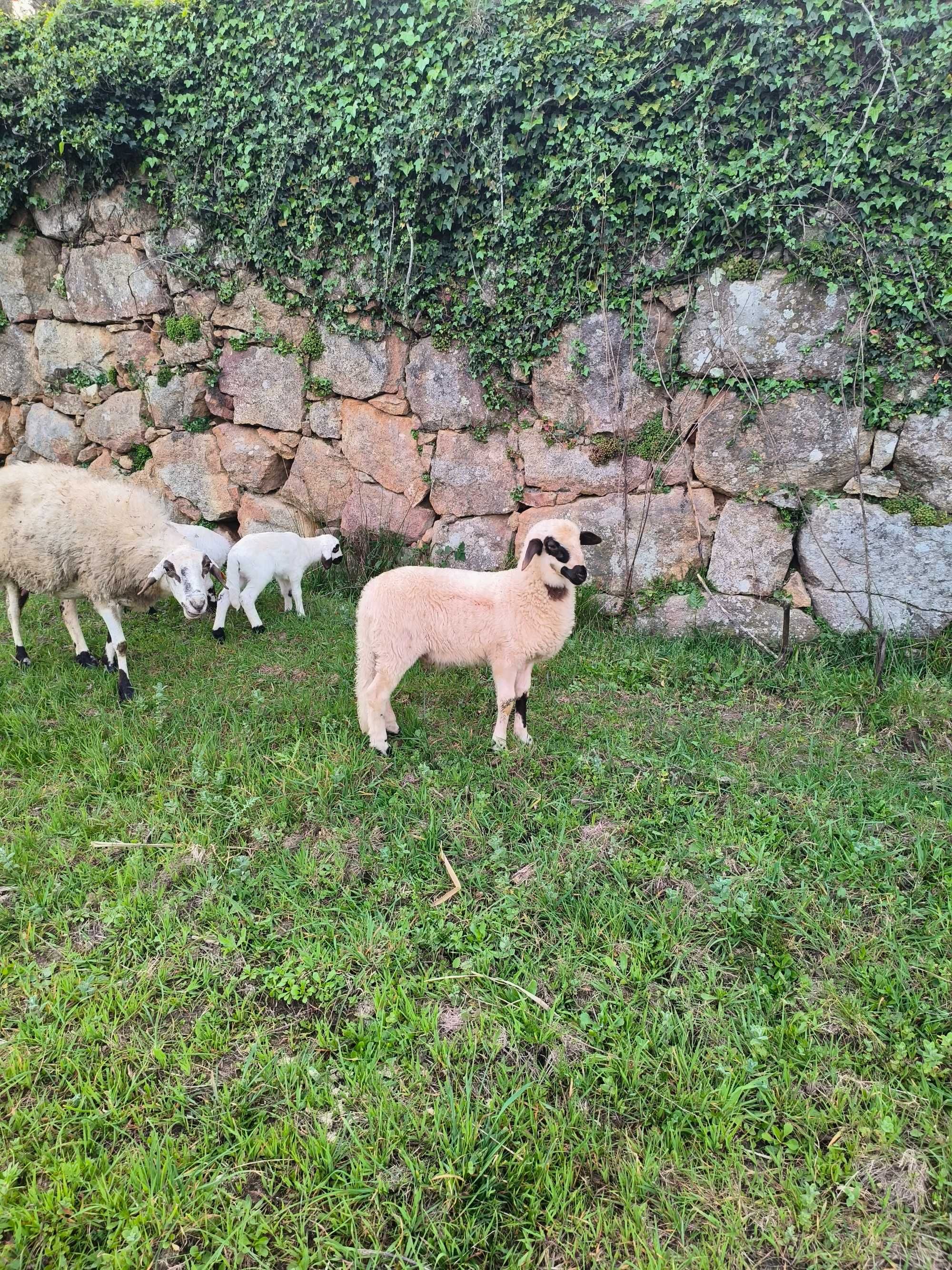 Excelente Borrego Raça Mirandesa