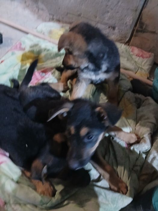 Відаю безплатно забагато