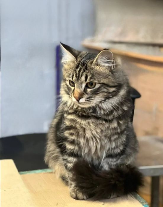 Отдам даром в добрые руки пушистого полосатого котика