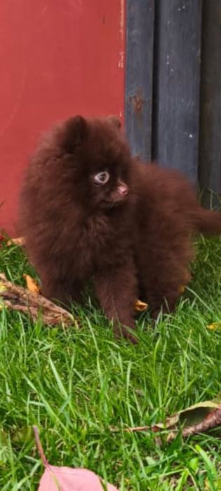 Шпіц шоколадного кольору