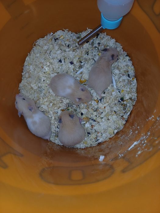 Sprzedam Chomiki Syryjskie