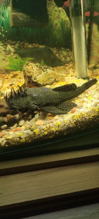 Glonojad ok. 13 cm - za darmo