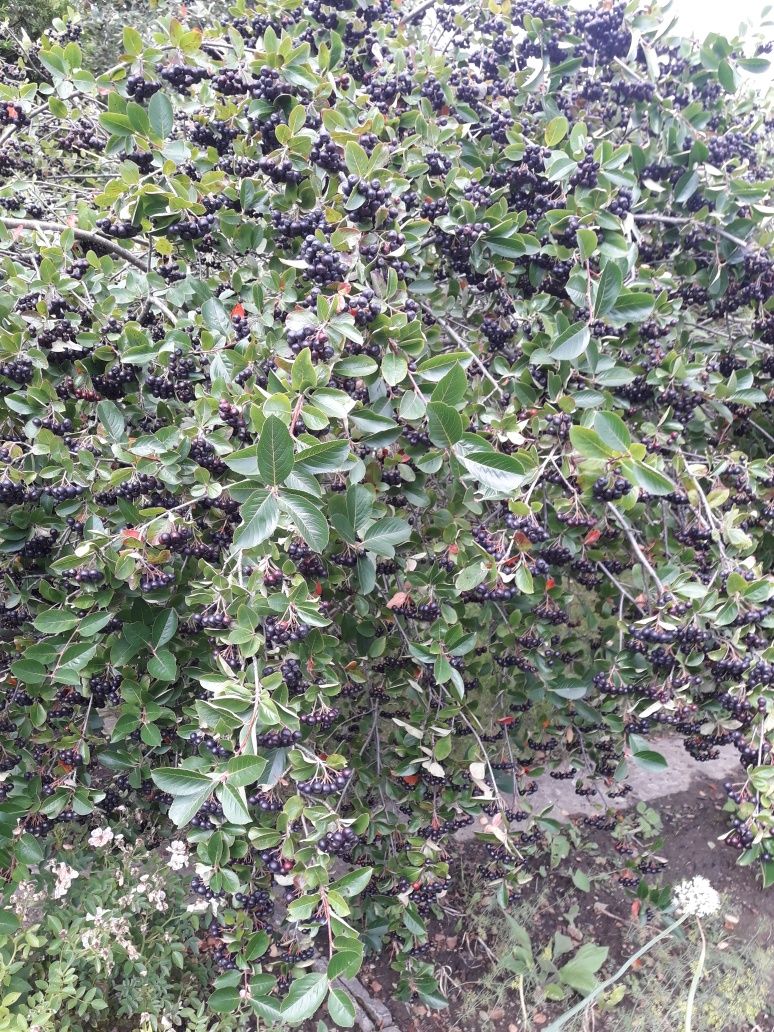 Aronia ekologiczna  z własnego  ogródka