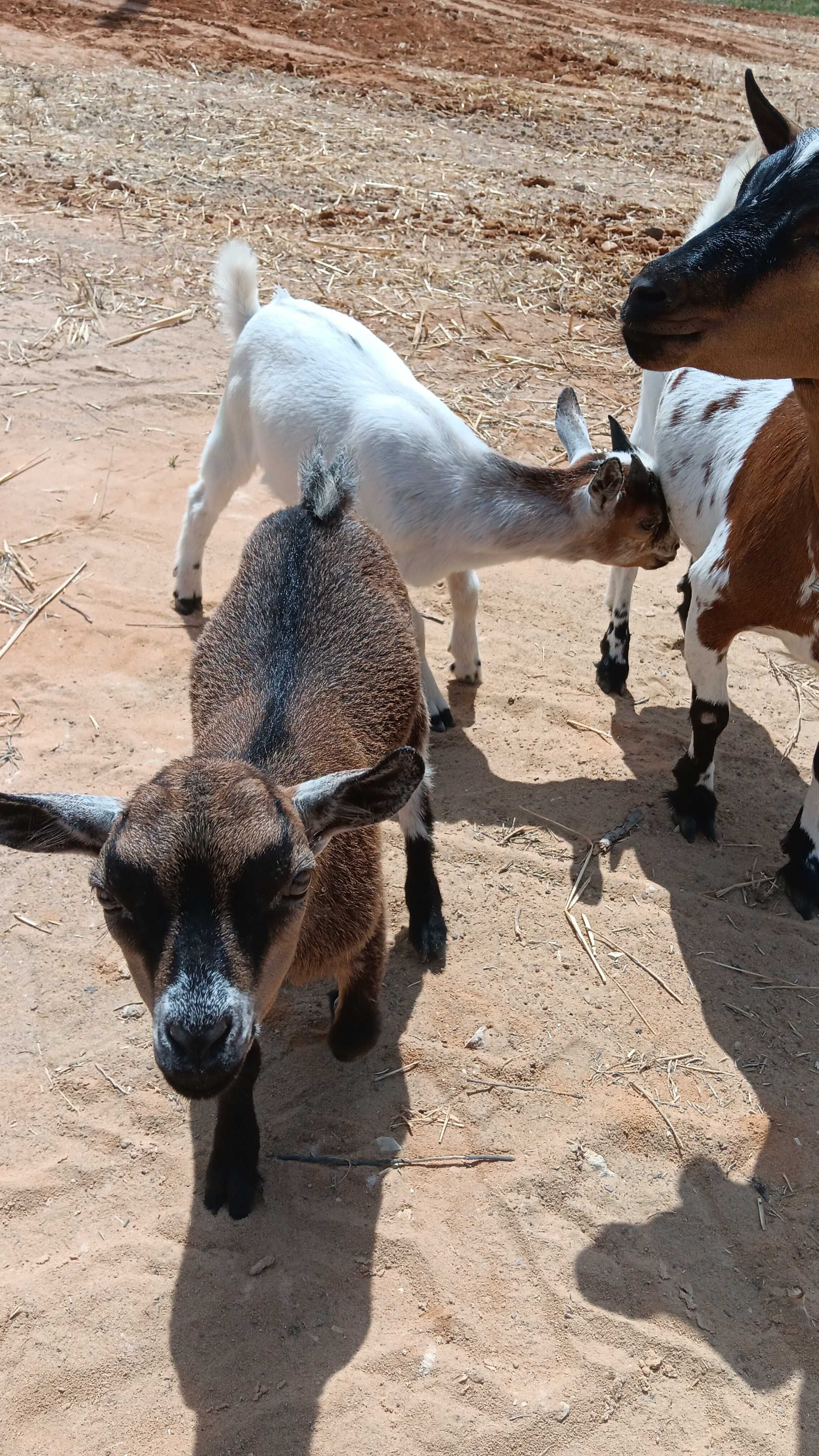 Cabras anãs 3 meses