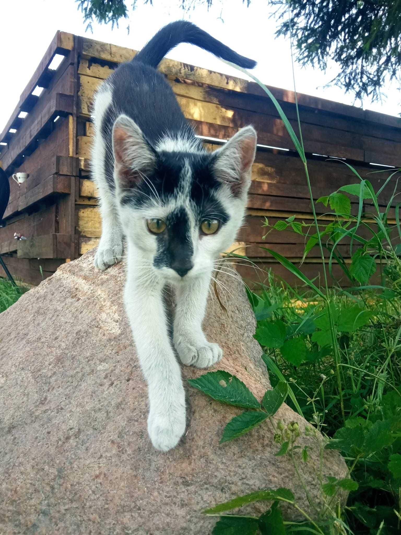 Grześ ok.roczny wyjątkowy kotek dom z kotami i psa Zambrów