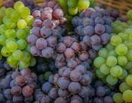 Vendo uvas das variedades Tinta Roriz, Sirah, Alicante Bouchet