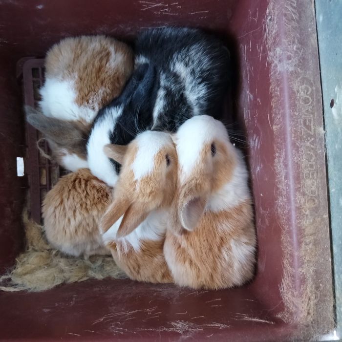 Coelhos Caseiros