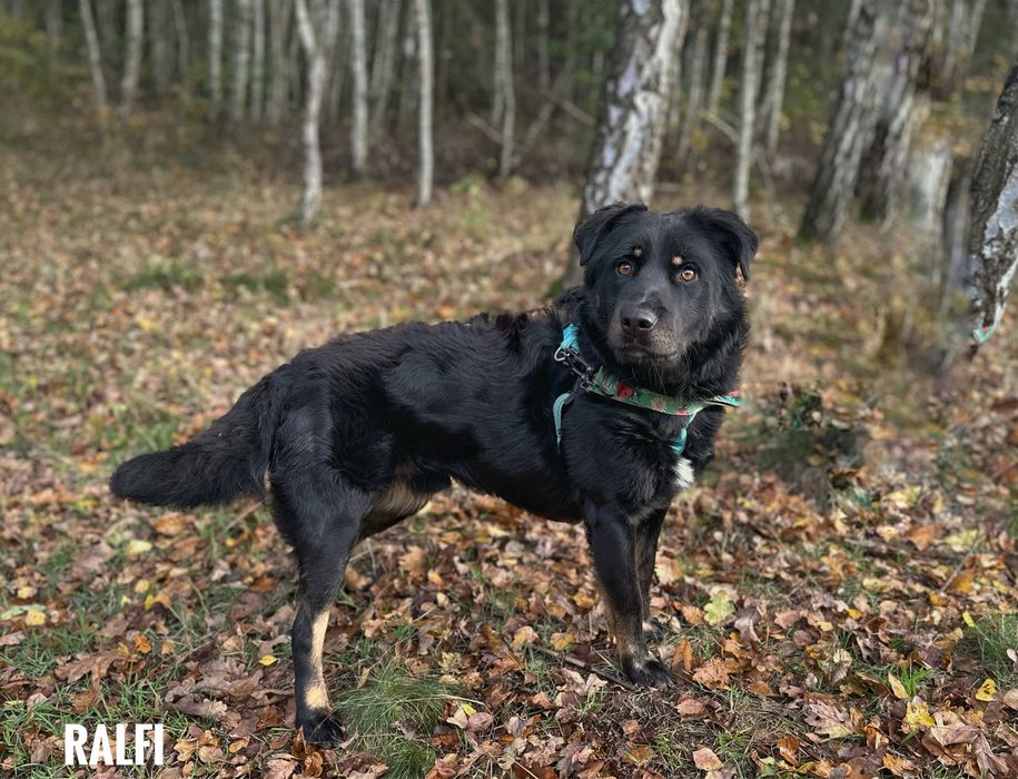 1 rok, 20 kg, kochany Ralfi adopcja