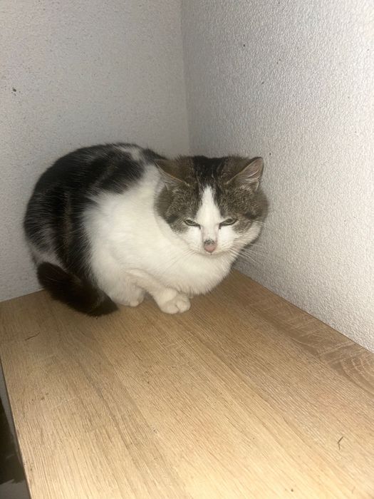 Urocze kotki szukają dobrego domu