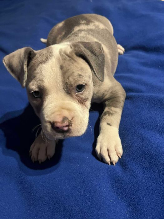 Amstaff piękny samiec