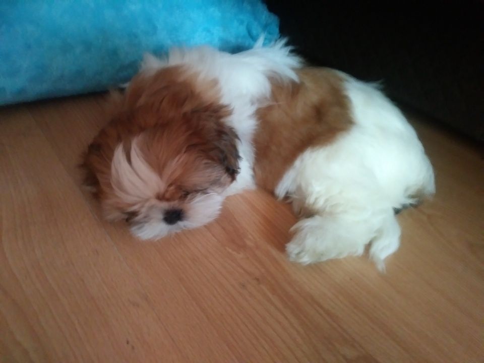 Szczeniak shih tzu