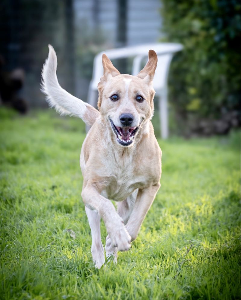 Cão macho adulto para adoção responsáve!