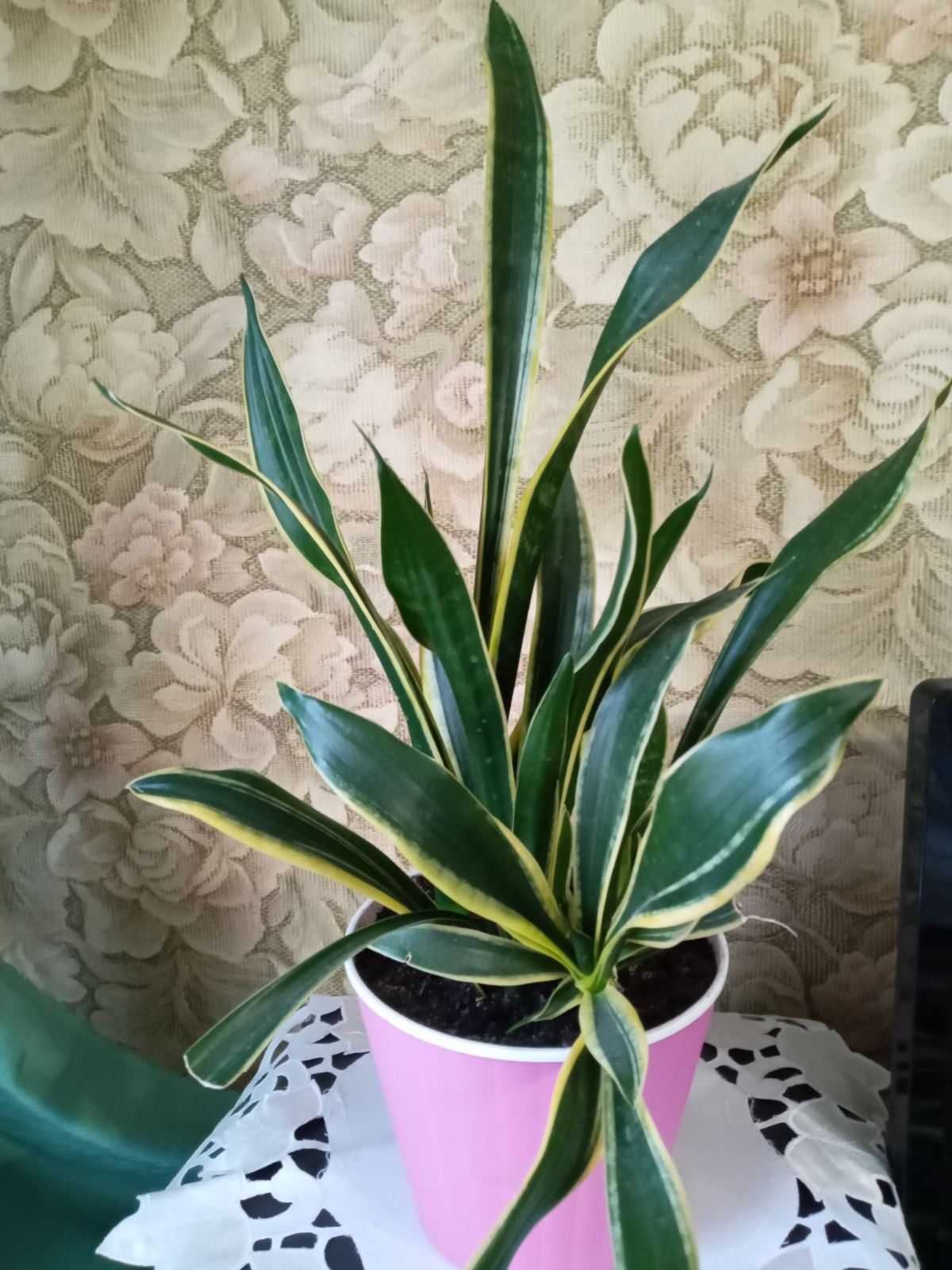 Комнатные растения Sansevieria \тещин язык\.