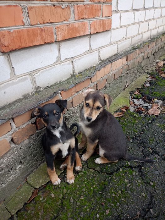 Цуценята щенки безкоштовно